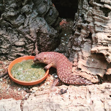Load image into Gallery viewer, Ficomore DRIED SICILIAN prickly pear pad powder
