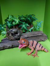 Load image into Gallery viewer, (Gashapon) Genuine 1:1 Gecko and Armadillo Lizard
