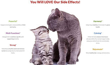 Load image into Gallery viewer, Amber Naturalz Kidney Rejuvenator: Safe &amp; reliable kidney health for Pets, 1 Ounce
