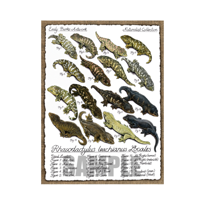 Leachianus Locales Print - Emily Burke