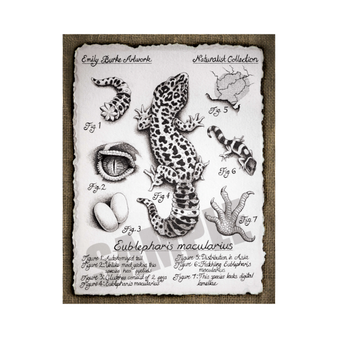 Eublepharis macularius Print - Emily Burke
